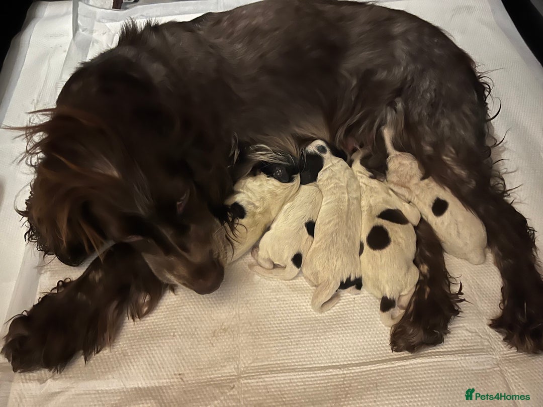 Cocker Spaniel dogs for sale: Working Cocker Spaniel Puppy - Advert 5