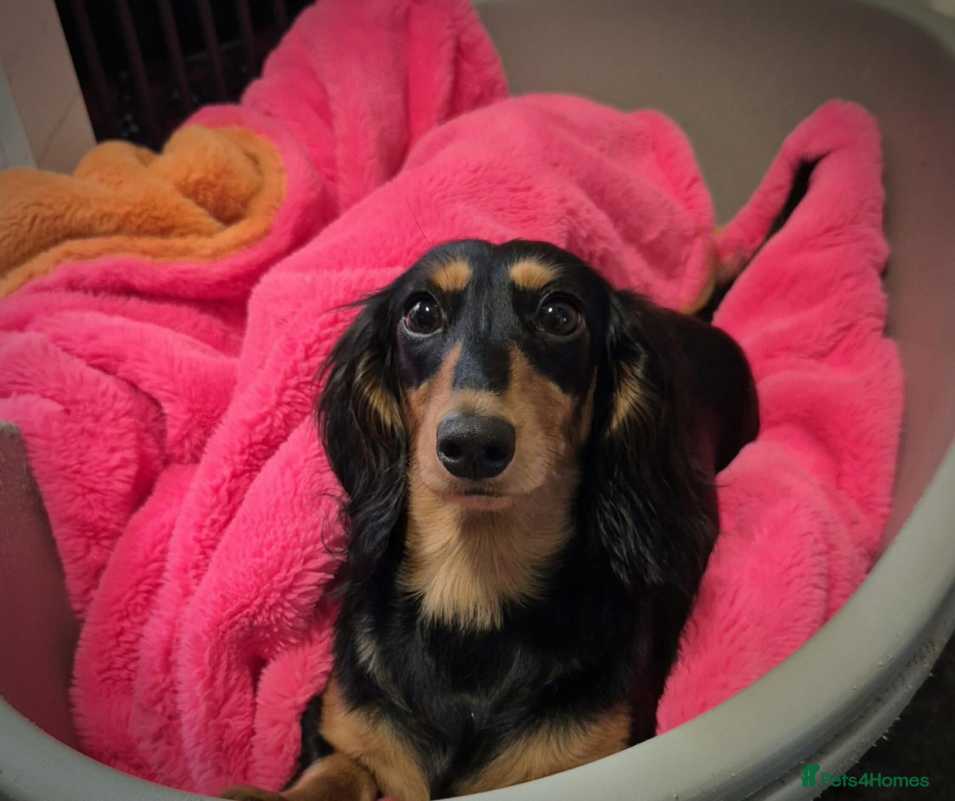 Miniature Dachshund dogs ⚜️KC reg PRA clear Miniature dachshund puppies  - Advert 10