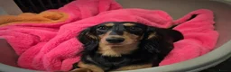 Miniature Dachshund dogs for sale: ⚜️KC reg PRA clear Miniature dachshund puppies  - Advert 2