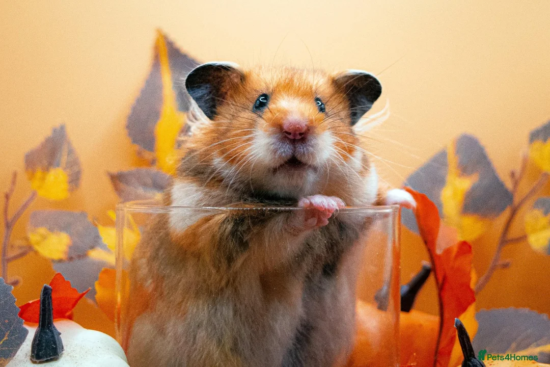 Hamster rodents for sale: Pedigree Syrian Hamster Pups - Advert 2
