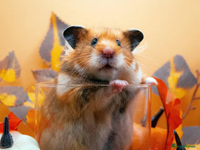 Hamster rodents for sale: Pedigree Syrian Hamster Pups - Advert 2
