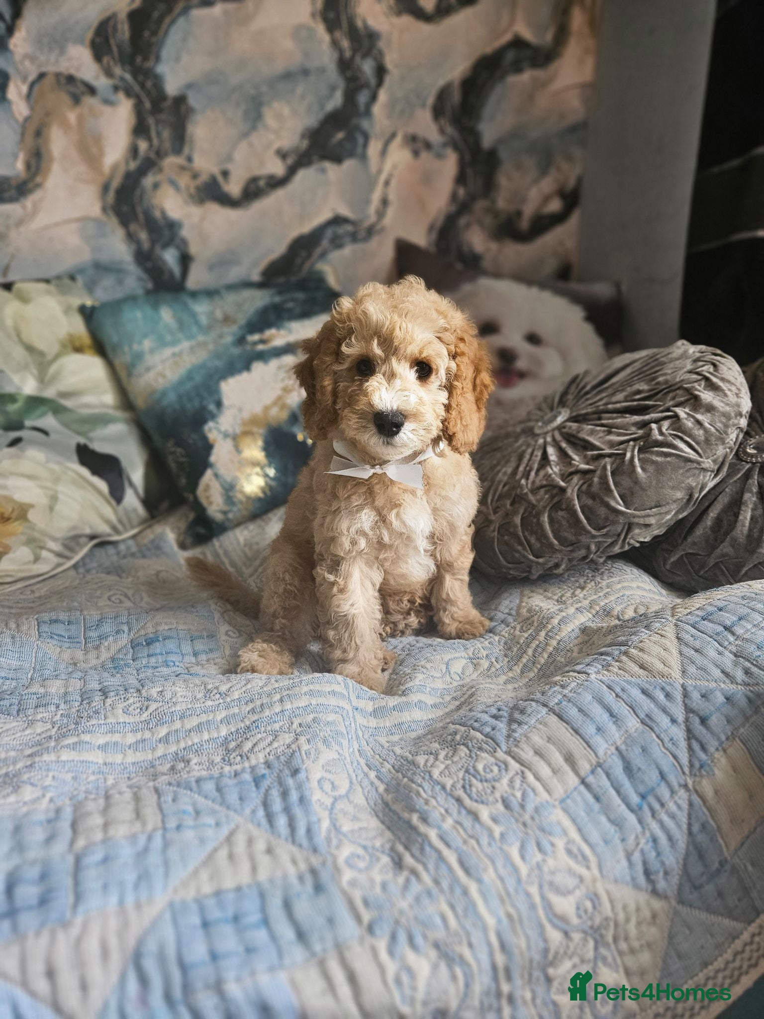 Cockapoo dogs Cockapoo  - Advert 17