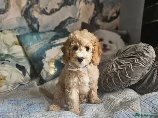 Cockapoo dogs Cockapoo - Advert 17