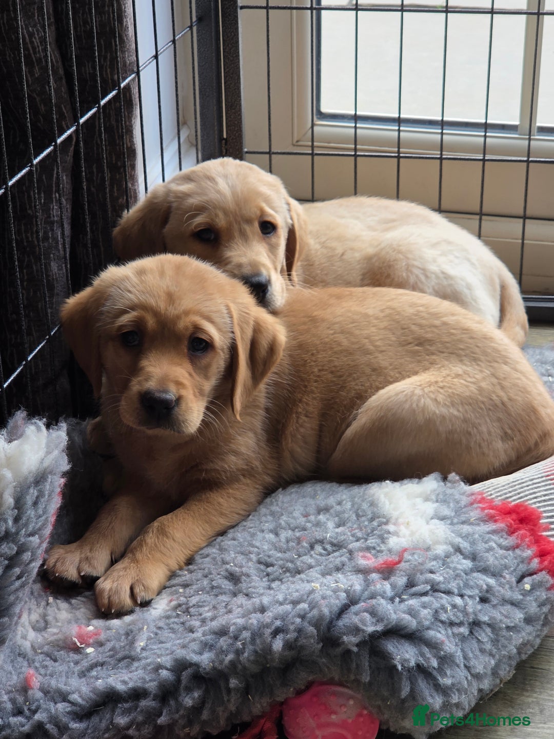 Goldador dogs for sale: 🧡 beautiful chunky goldador puppies 🧡 - Image 1