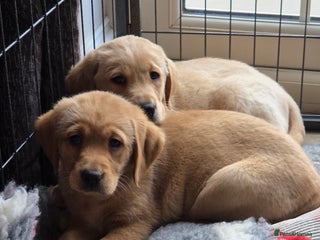 Goldador dogs - Advert 1