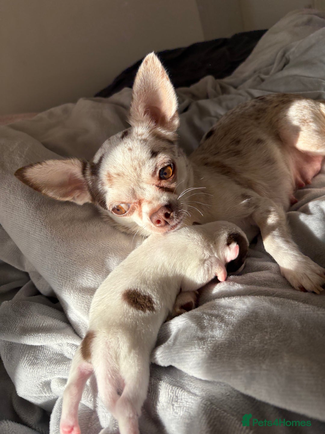 Chihuahua dogs for sale: 💕Stunning chihuahua pups 💕 - Image 10