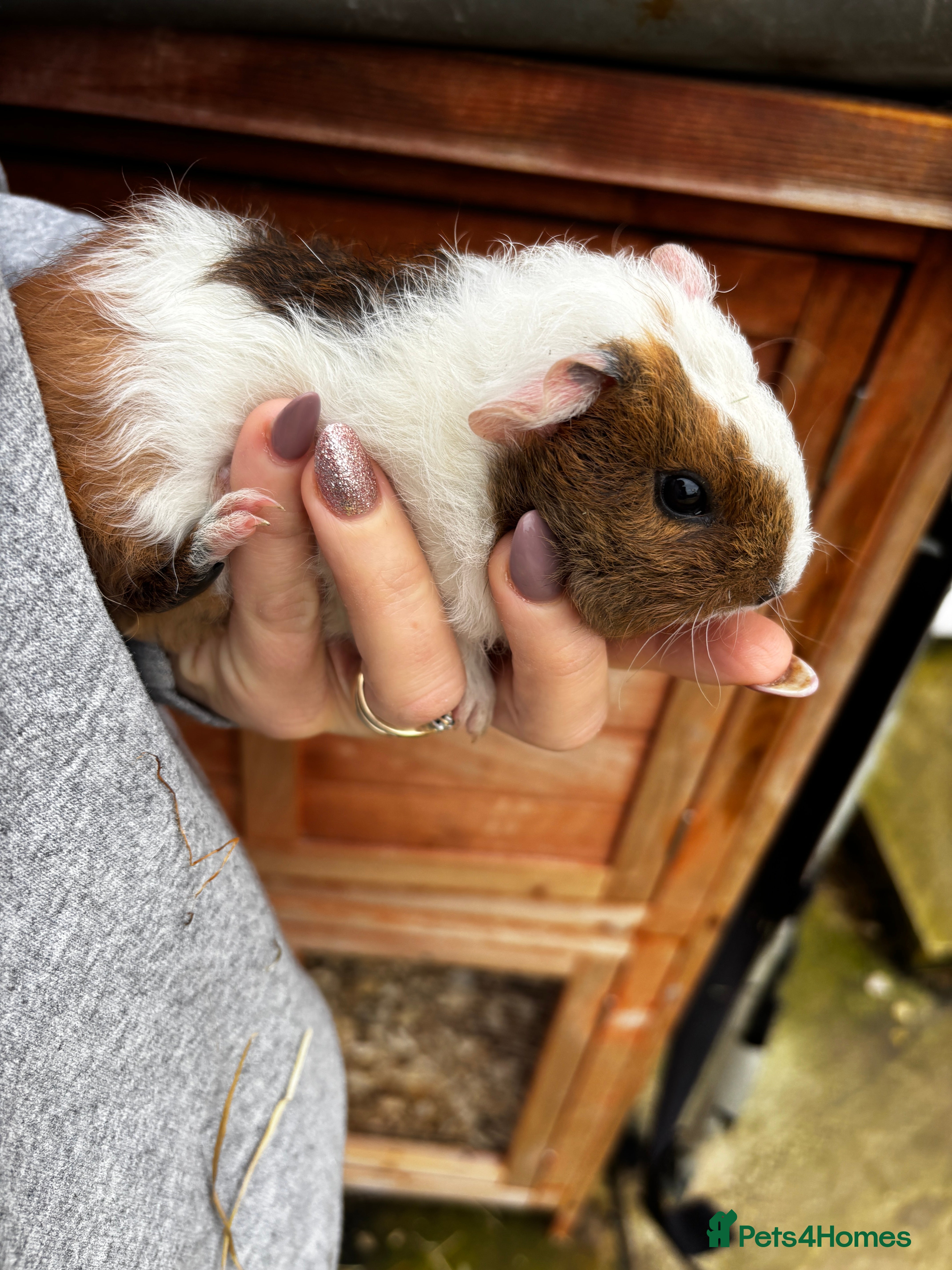 Guinea Pig rodents 🐾 1 little boy £25 🐾  - Advert 18