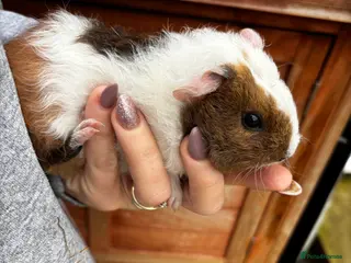 Guinea Pig rodents 🐾 1 little boy £25 🐾 - Advert 18
