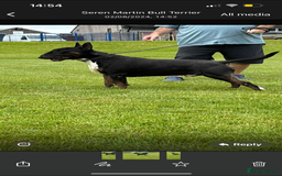 English Bull Terrier dogs for sale: Champion line bull terriers  - Image 9