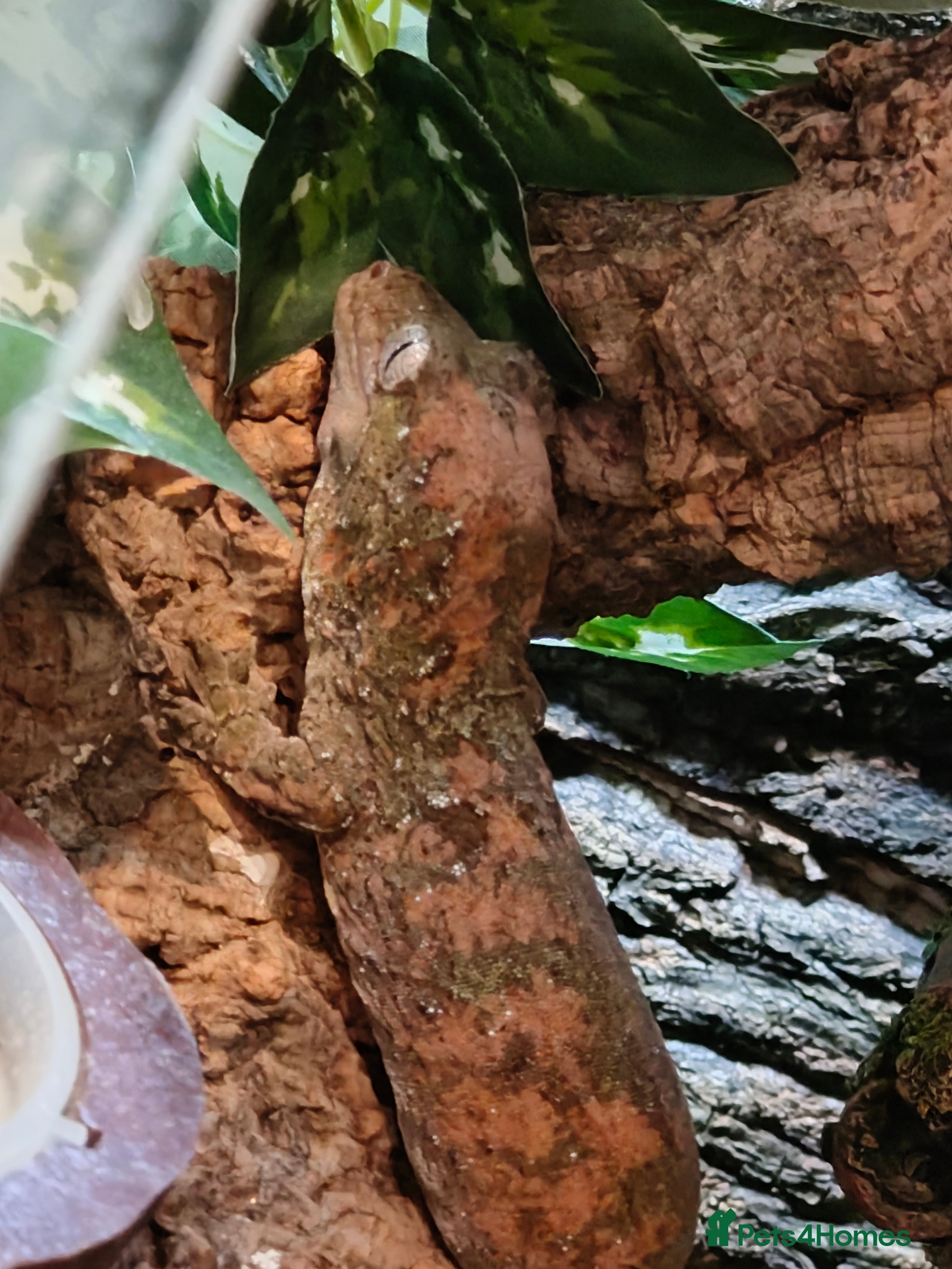 Gecko reptiles Female Pine Island Chahoua Mossy Gecko & setup - Advert 20