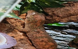Gecko reptiles for sale: Female Pine Island Chahoua Gecko (Mossy Gecko) - Image 5