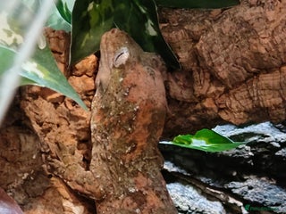 Gecko reptiles Female Pine Island Chahoua Mossy Gecko & setup - Advert 1