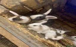 Mini Lop rabbits for sale: Baby bunnies  - Image 2