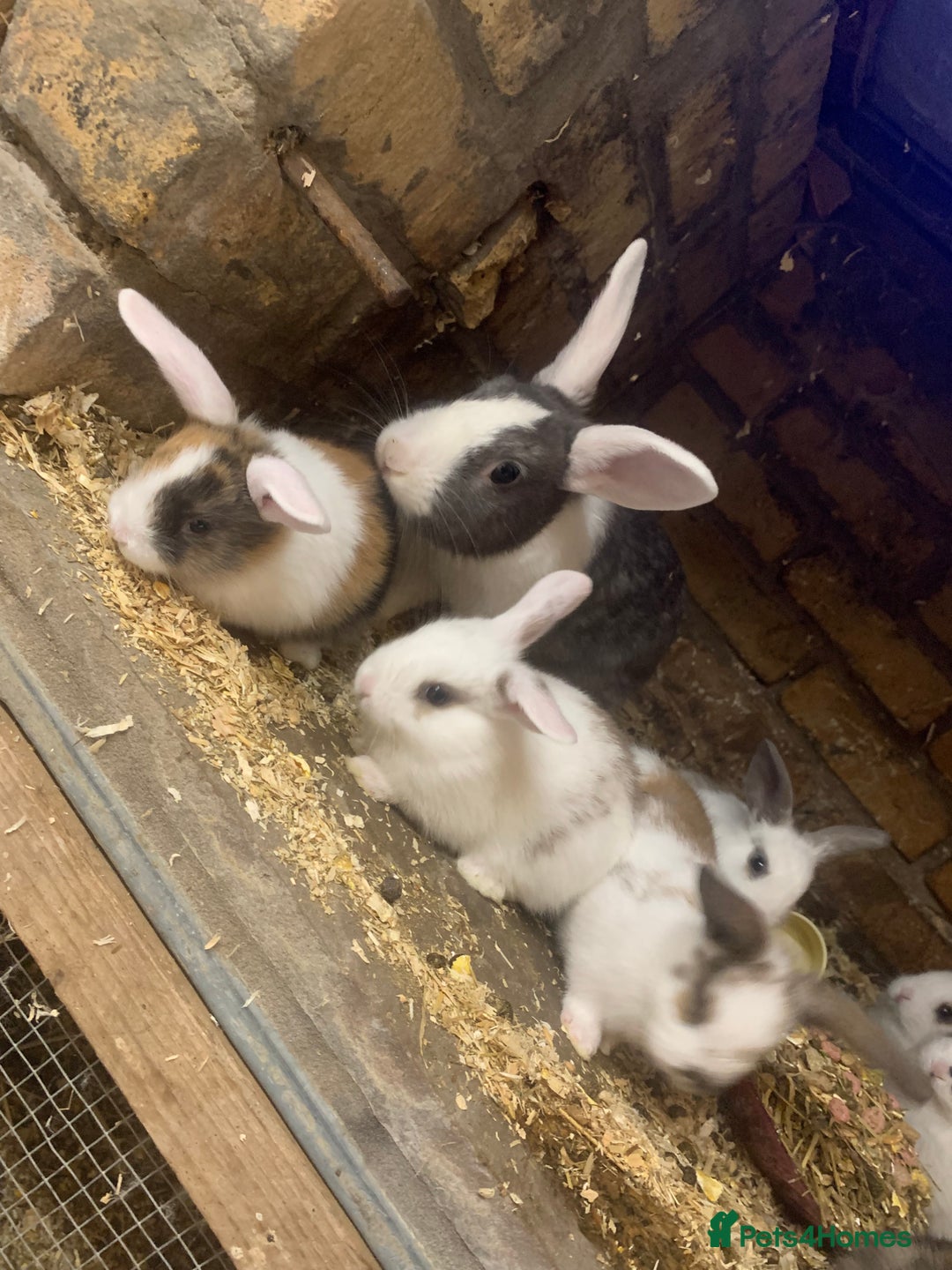 Mini Lop rabbits for sale: Baby bunnies  - Image 2