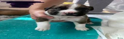 Boxer dogs for sale: Gorgeous litter of boxer puppies 🐶  in Nottingham - Advert 6