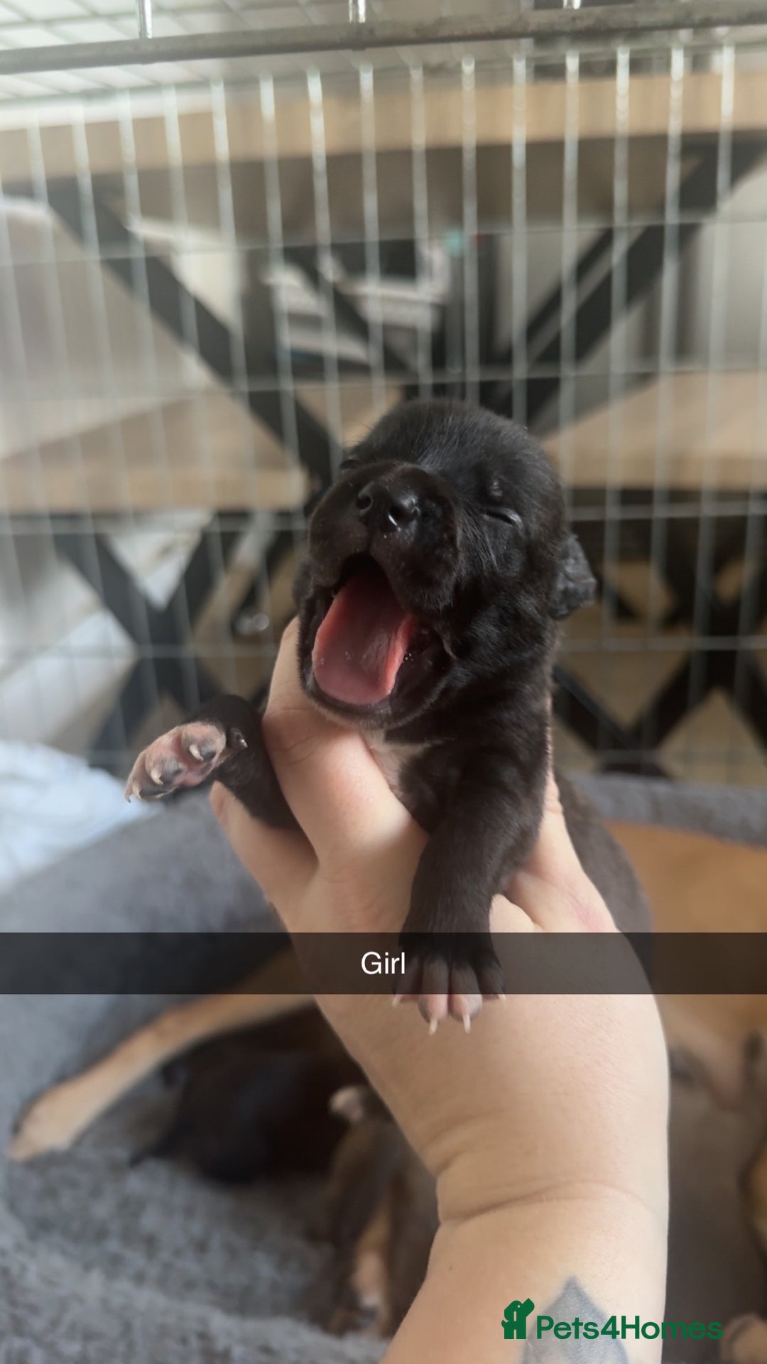 Mixed Breed dogs for sale: Staffy mixed breed pups  - Advert 10