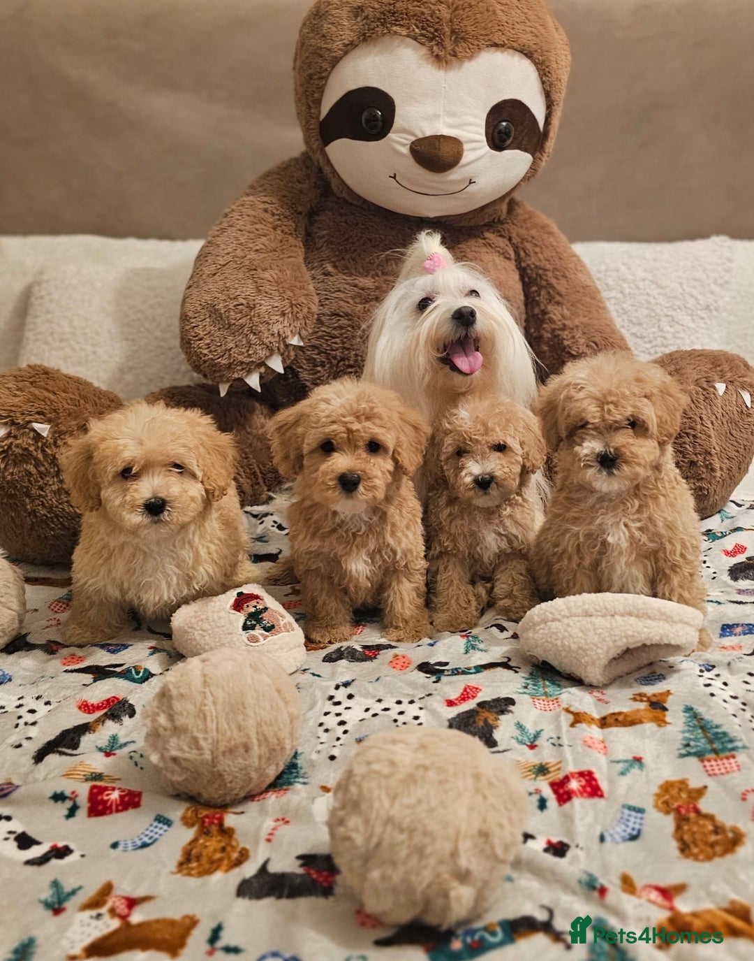 Maltipoo dogs for sale: Amazing apricot color Maltipoo puppies! - Advert 1