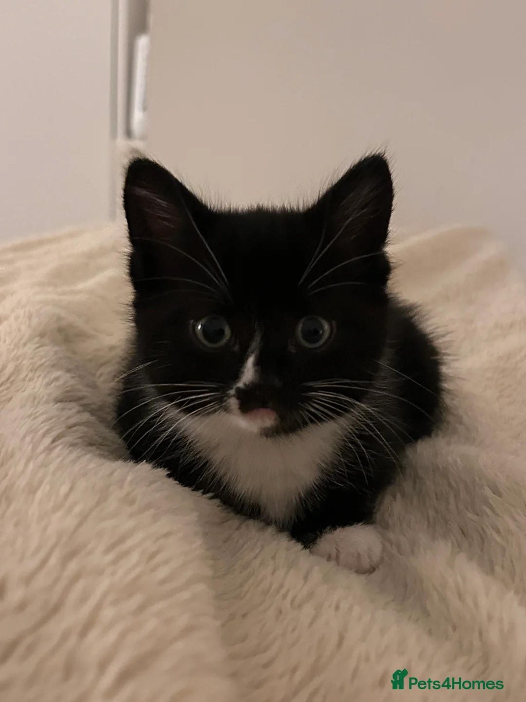 Mixed Breed cats for sale: Willow  - Advert 2