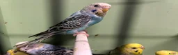 Budgerigars birds for sale: Budgies for Sale  - Advert 19