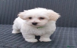 Maltese dogs for sale: Maltese Puppy KC Registred 9 weeks old London EN5 - Image 9