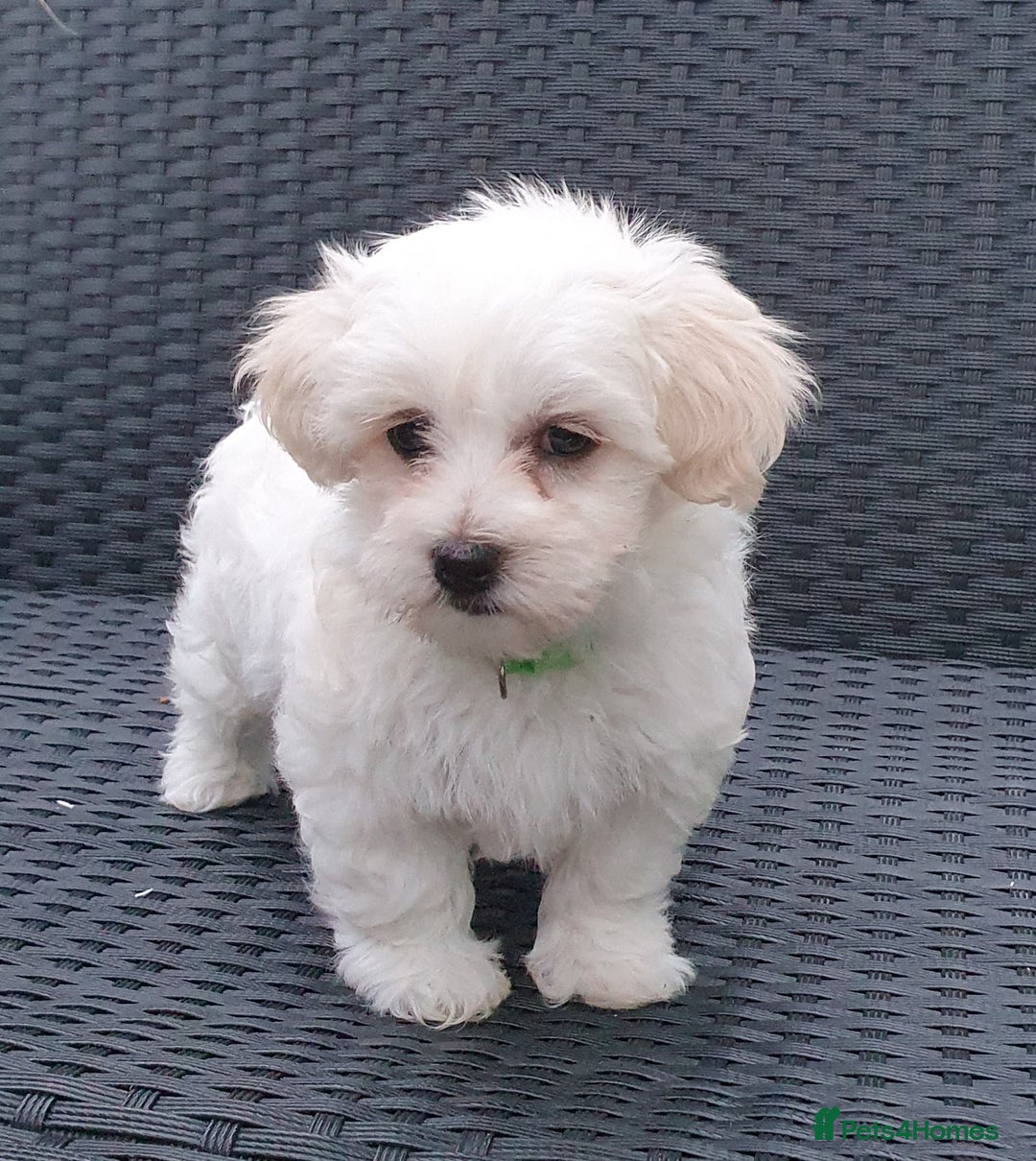 Maltese dogs for sale: Maltese Puppy KC Registred 9 weeks old London EN5 - Image 9