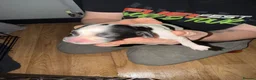 Sprocker dogs for sale: Sprocker puppies  - Advert 4
