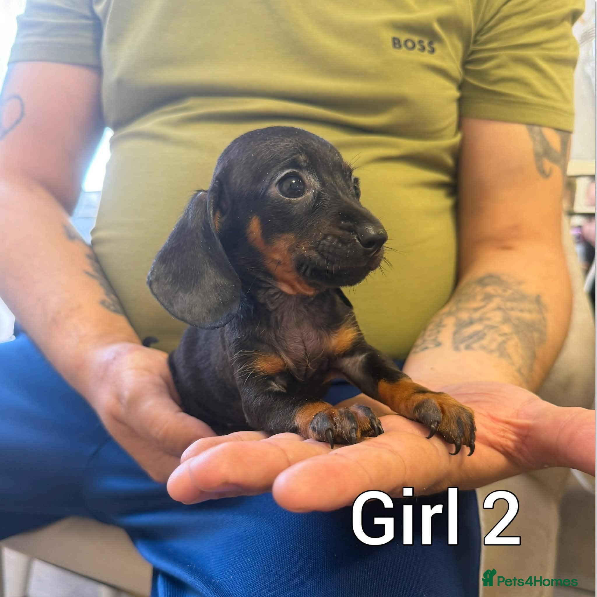 Miniature Dachshund dogs Miniature Dachshund - Advert 1