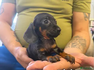 Miniature Dachshund dogs Miniature Dachshund - Advert 1