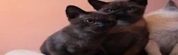 Burmese cats for sale: Beautiful Healthy Burmese  - Advert 8