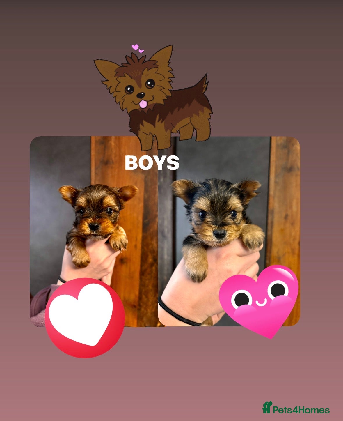 Yorkshire Terrier dogs Pedigree Miniature Yorkshire Terrier - Advert 14