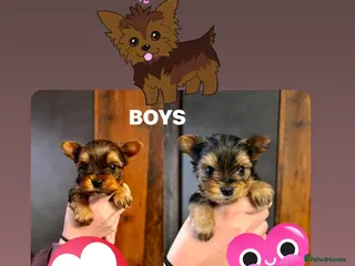 Yorkshire Terrier dogs Pedigree Miniature Yorkshire Terrier - Advert 14
