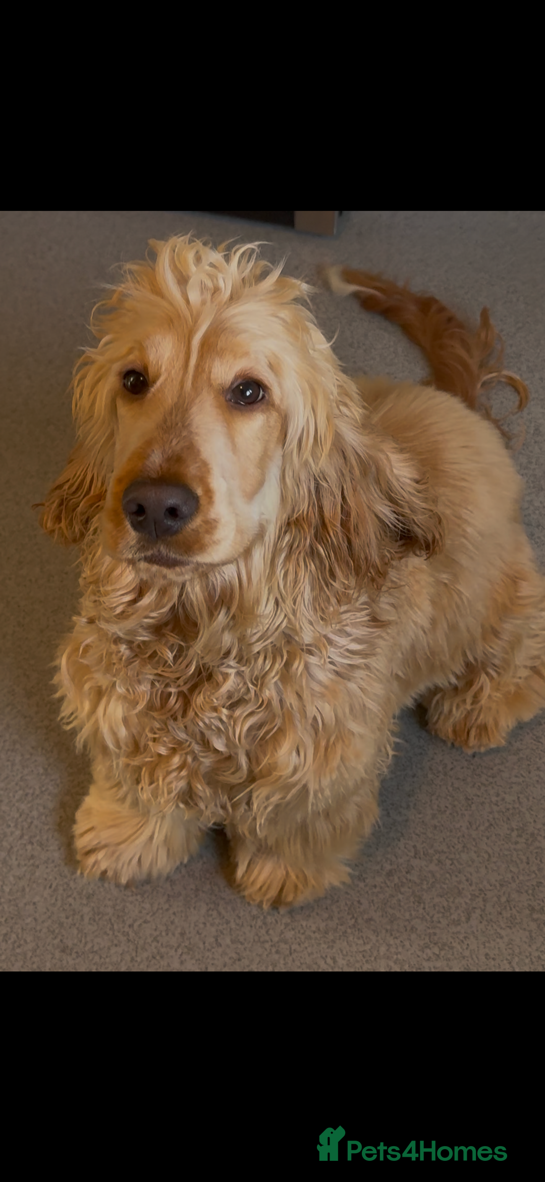 Cocker Spaniel dogs for sale: KC Male Show Cocker Spaniel - Advert 2