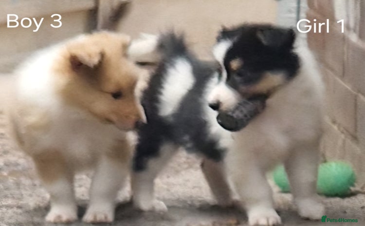 Mixed Breed dogs - Advert 1