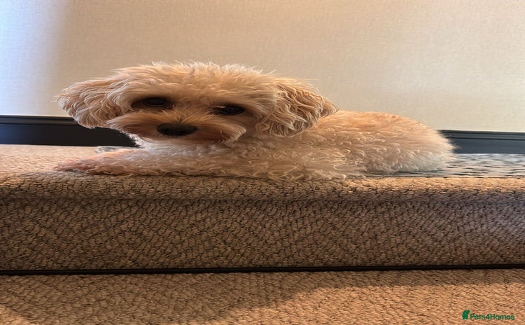 Maltipoo dogs - Advert 1