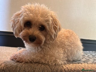 Maltipoo dogs - Advert 1