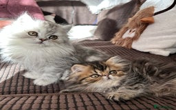 Persian cats for sale: 4 cuddly, petite Persian girls💗 - Image 7