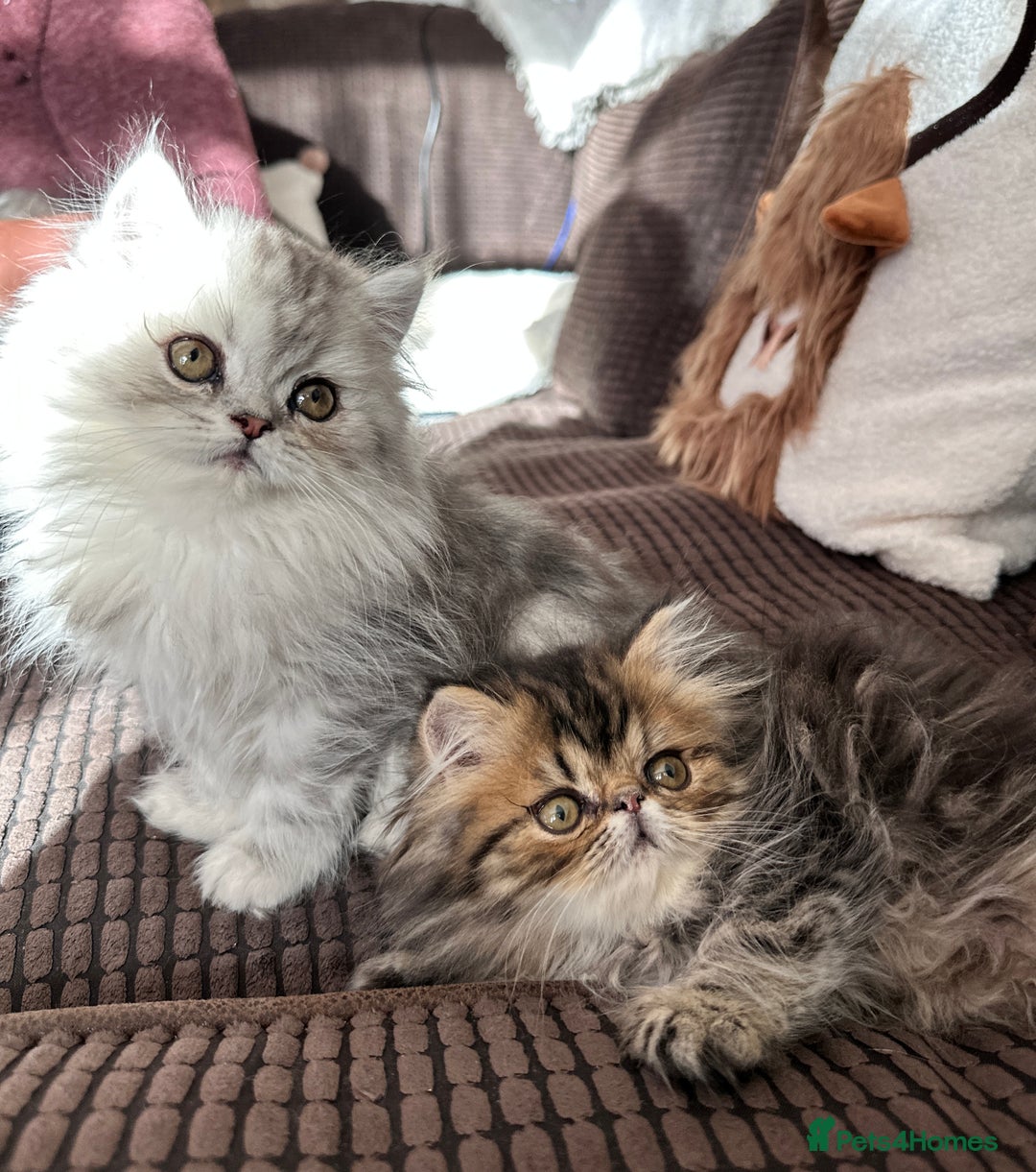 Persian cats for sale: 4 cuddly, petite Persian girls💗 - Image 7