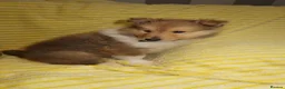 Rough Collie dogs for sale: Rough collie puppy for rehome  in Aldershot - Advert 4