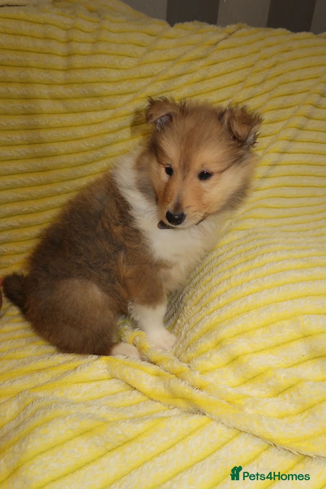 Rough Collie dogs for sale: Rough collie puppy for rehome  in Aldershot - Advert 4