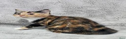 Mixed Breed cats for sale: Stunning kittens READY NOW - Advert 5
