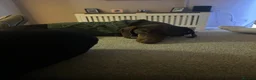 Dachshund dogs for sale: 10 month old dachshund male  in Ballymena - Advert 3