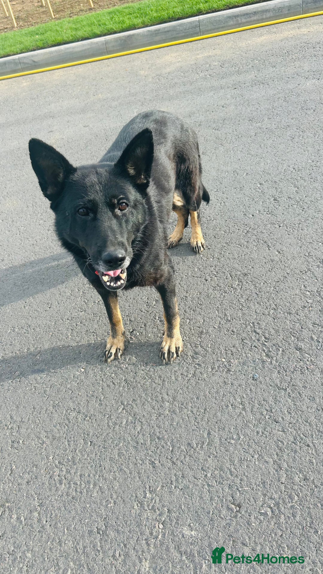 German Shepherd dogs for sale: 🐾 Trained German Shepherd “Cuba”Loving Family Dog - Image 10