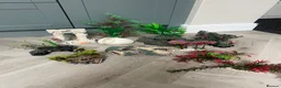 Terrapin reptiles for sale: 2x diamondback terrapins & juwel tank setup - Advert 13