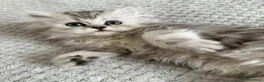 Persian Kitten 3