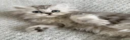 Persian cats for sale: Fluffy Persian kittens for SALE - Advert 12