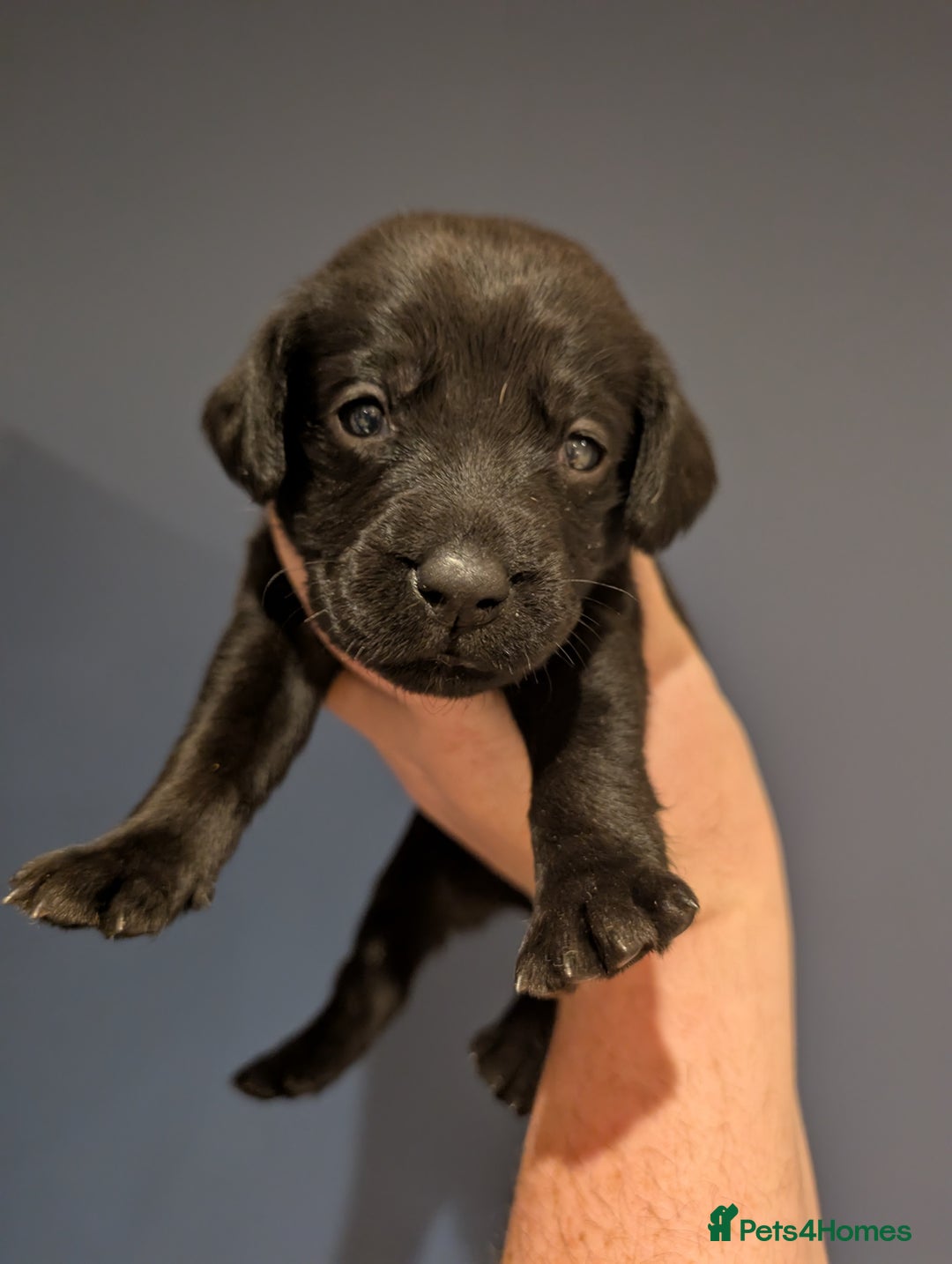 Labrador Retriever dogs for sale: KC Registered black labrador - Advert 8