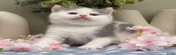 British Shorthair cats for sale: Stunning British Shorthair kittens  - Advert 8
