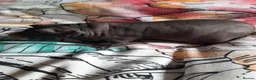 Guinea Pig rodents for sale: Skinny pigs and guinea pig babies - Advert 7