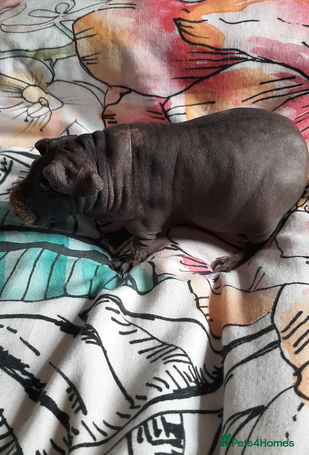 Guinea Pig rodents for sale: Skinny pigs and guinea pig babies - Advert 7