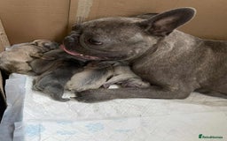 French Bulldog dogs for sale: French bulldog puppy’s  - Image 22